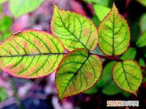 养花的技术越来越精通了，快速让你变成养花高手其实不难，就看你想不想认真学习