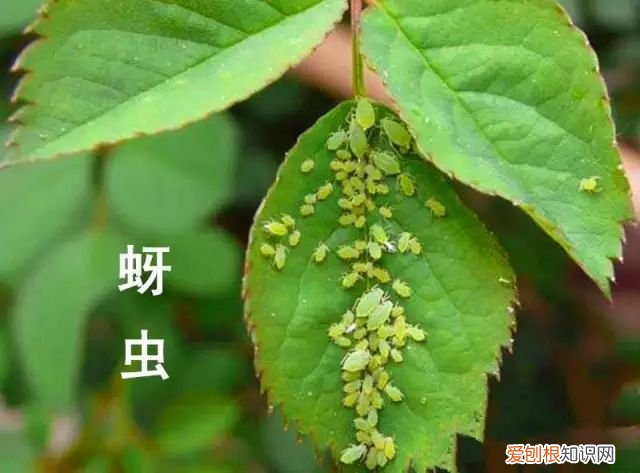 养花的技术越来越精通了，快速让你变成养花高手其实不难，就看你想不想认真学习