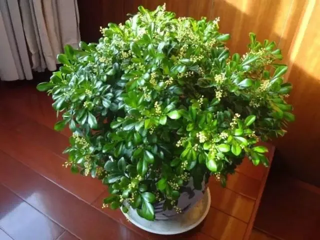 养花的技术越来越精通了，快速让你变成养花高手其实不难，就看你想不想认真学习