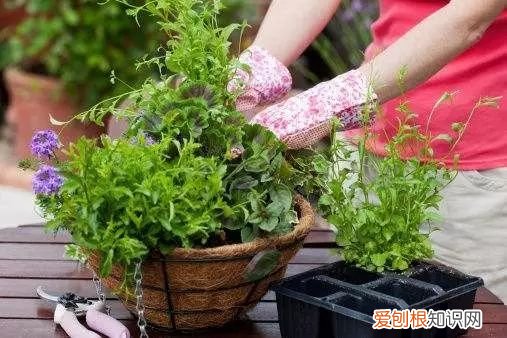养花的技术越来越精通了，快速让你变成养花高手其实不难，就看你想不想认真学习