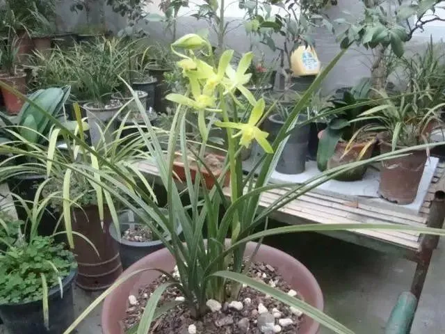 养花的技术越来越精通了，快速让你变成养花高手其实不难，就看你想不想认真学习