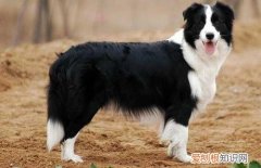 什么狗最好训练，比较好训练的狗狗，什么样的犬最好训练
