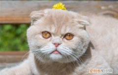 猫身上有红色血结痂，猫身上红色的结痂