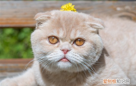 猫身上有红色血结痂，猫身上红色的结痂
