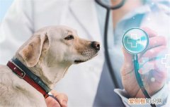 做训犬师有什么危害，做训犬师的危害，训犬师辛苦吗