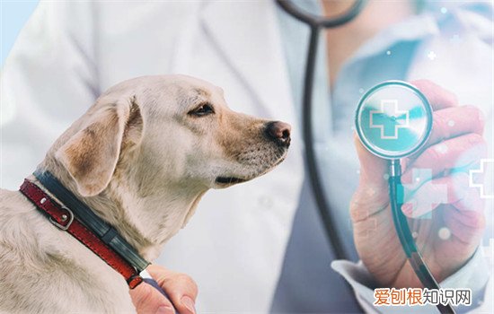 做训犬师有什么危害，做训犬师的危害，训犬师辛苦吗