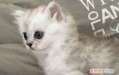 猫脊柱摔伤多久能恢复，猫脊柱摔伤多久能恢复正常饮食