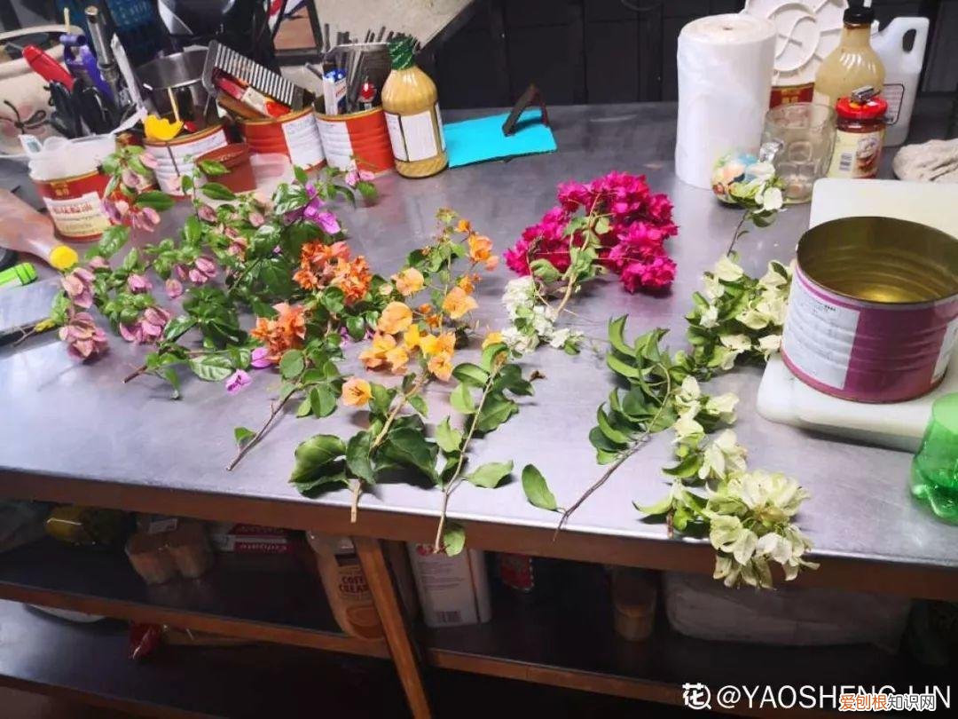 三角梅开花怎么养护才能开的时间长，三角梅的养护大全，3招教你促开花，秋天霸占整个阳台