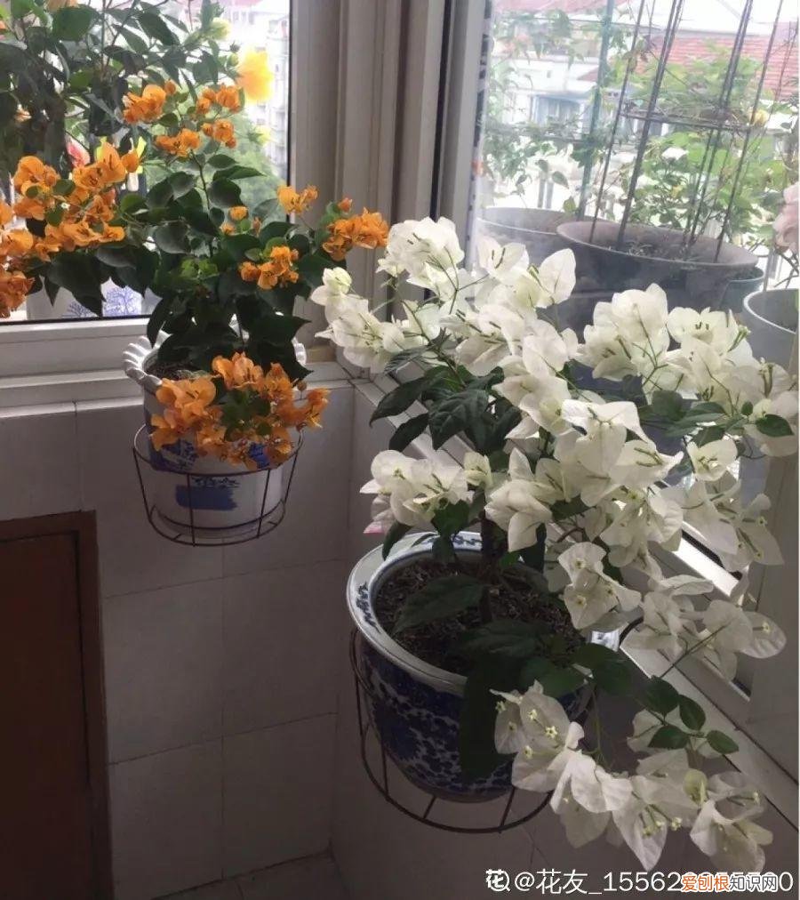 三角梅开花怎么养护才能开的时间长，三角梅的养护大全，3招教你促开花，秋天霸占整个阳台