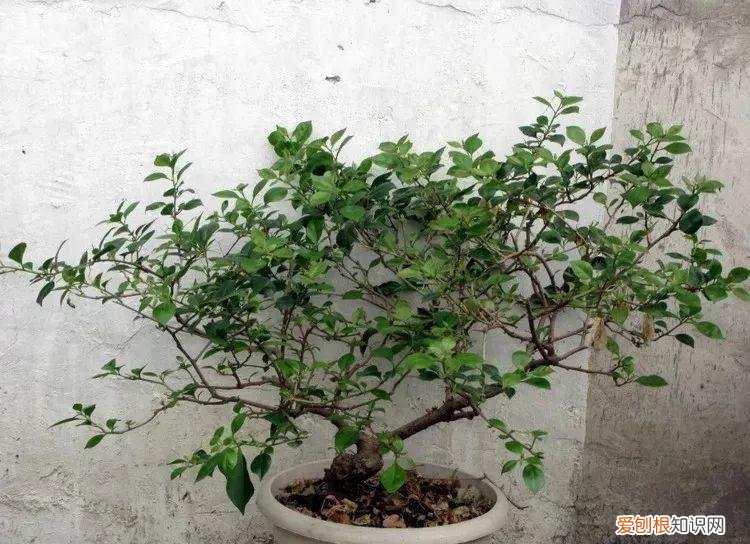 三角梅开花怎么养护才能开的时间长，三角梅的养护大全，3招教你促开花，秋天霸占整个阳台