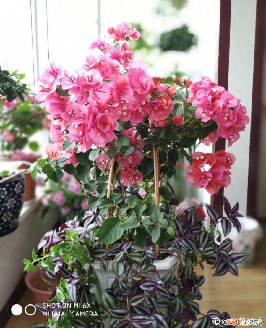 三角梅开花怎么养护才能开的时间长，三角梅的养护大全，3招教你促开花，秋天霸占整个阳台