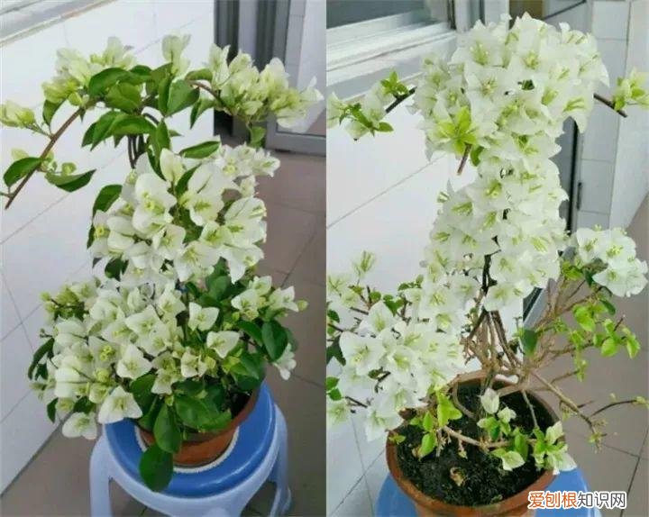 三角梅开花怎么养护才能开的时间长，三角梅的养护大全，3招教你促开花，秋天霸占整个阳台