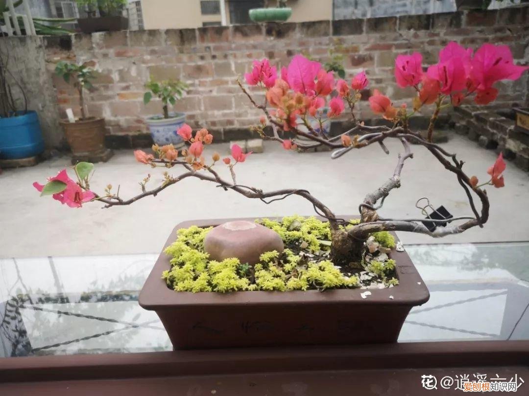 三角梅开花怎么养护才能开的时间长，三角梅的养护大全，3招教你促开花，秋天霸占整个阳台