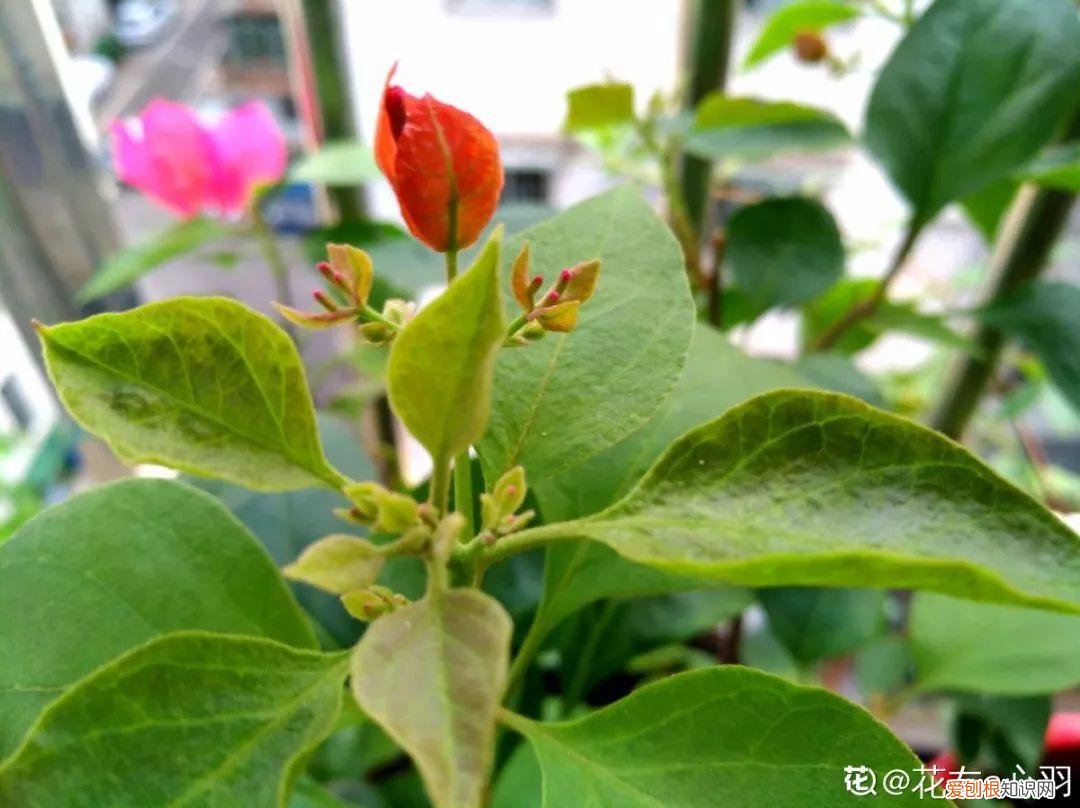 三角梅开花怎么养护才能开的时间长，三角梅的养护大全，3招教你促开花，秋天霸占整个阳台
