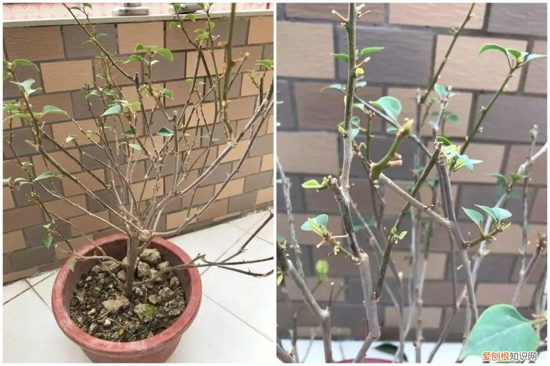 三角梅开花怎么养护才能开的时间长，三角梅的养护大全，3招教你促开花，秋天霸占整个阳台