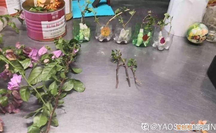 三角梅开花怎么养护才能开的时间长，三角梅的养护大全，3招教你促开花，秋天霸占整个阳台