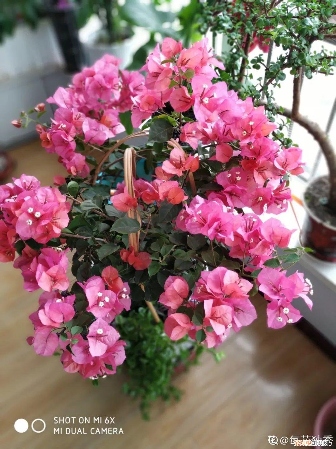 三角梅开花怎么养护才能开的时间长，三角梅的养护大全，3招教你促开花，秋天霸占整个阳台