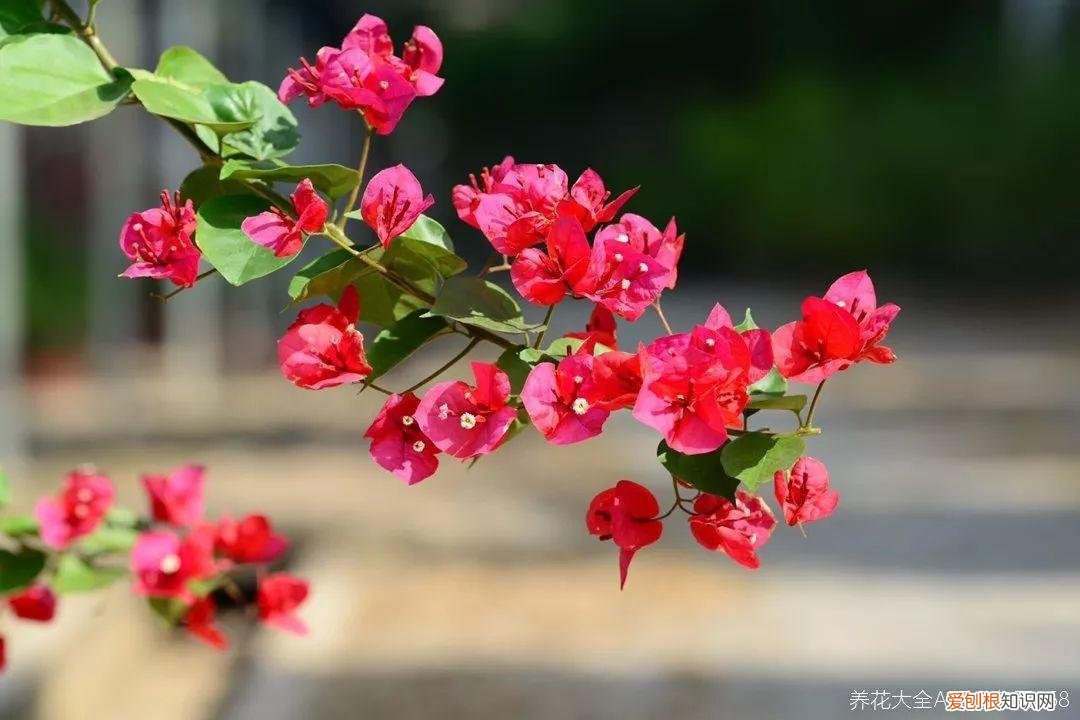 三角梅开花怎么养护才能开的时间长，三角梅的养护大全，3招教你促开花，秋天霸占整个阳台