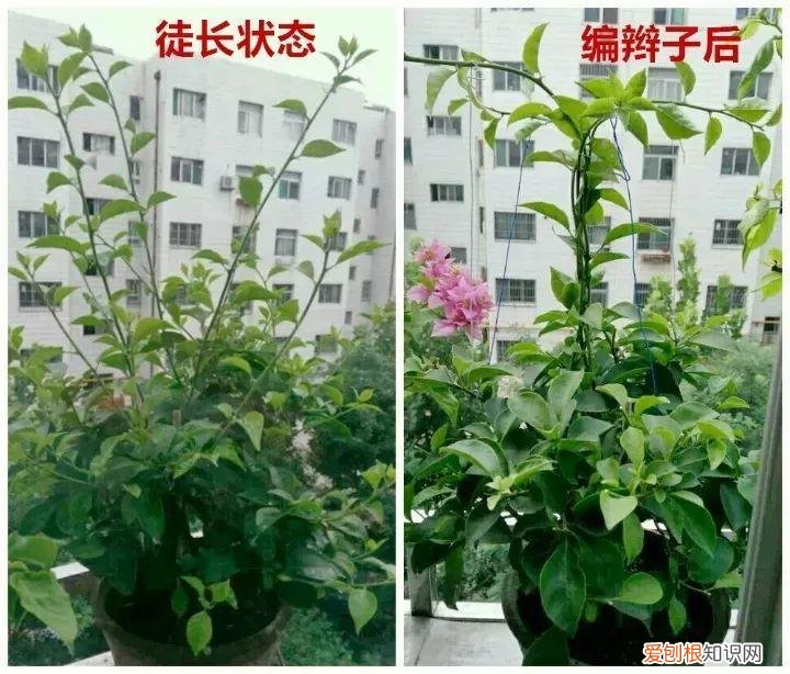 三角梅开花怎么养护才能开的时间长，三角梅的养护大全，3招教你促开花，秋天霸占整个阳台