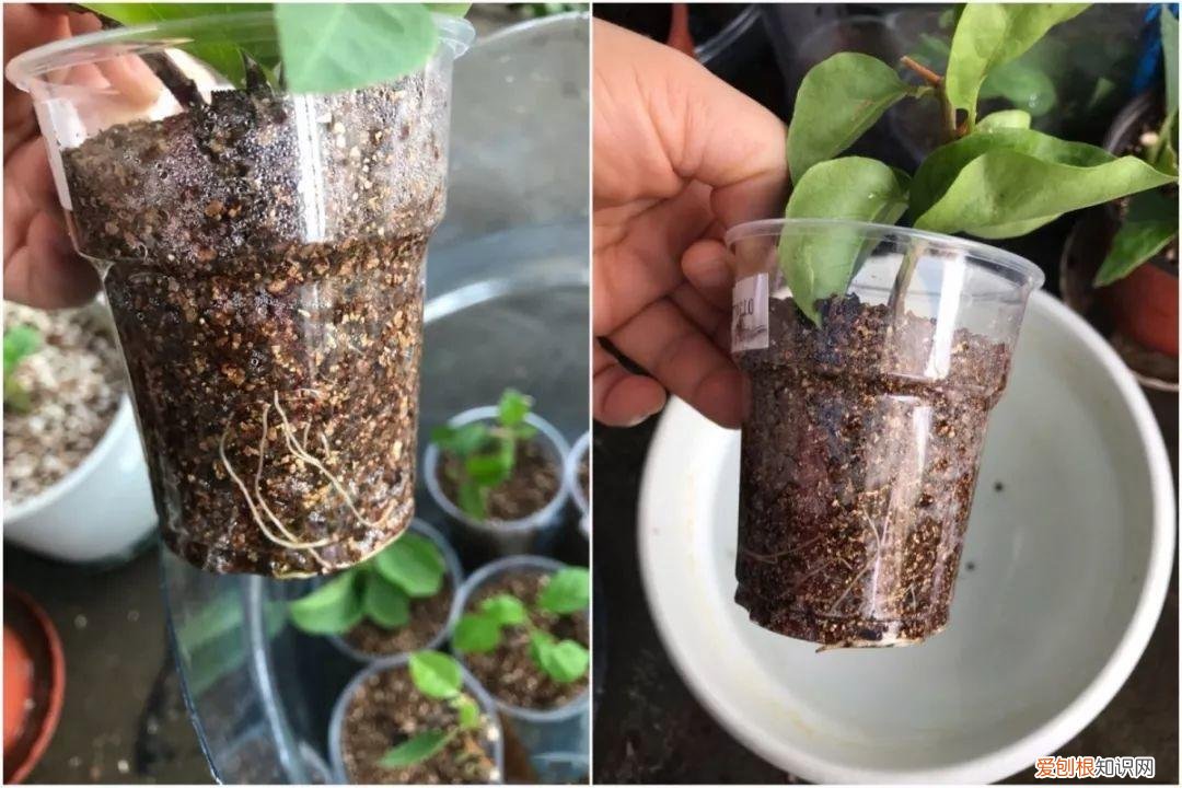 三角梅开花怎么养护才能开的时间长，三角梅的养护大全，3招教你促开花，秋天霸占整个阳台