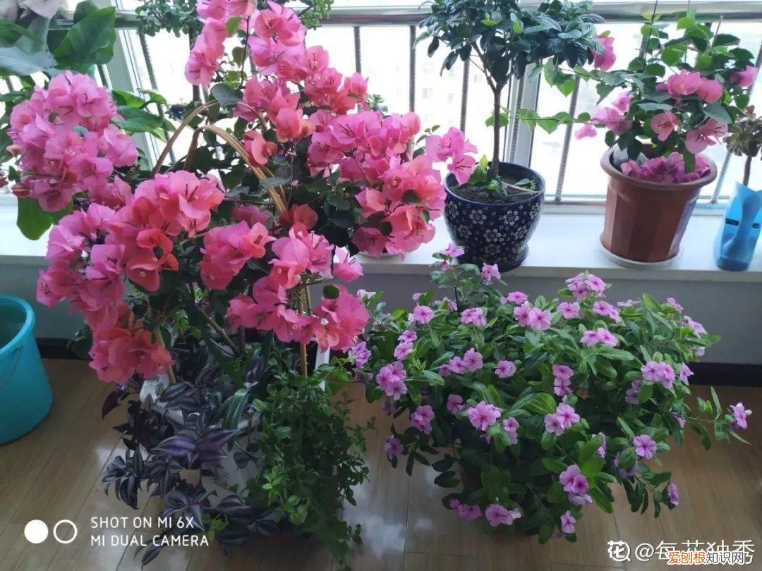三角梅开花怎么养护才能开的时间长，三角梅的养护大全，3招教你促开花，秋天霸占整个阳台