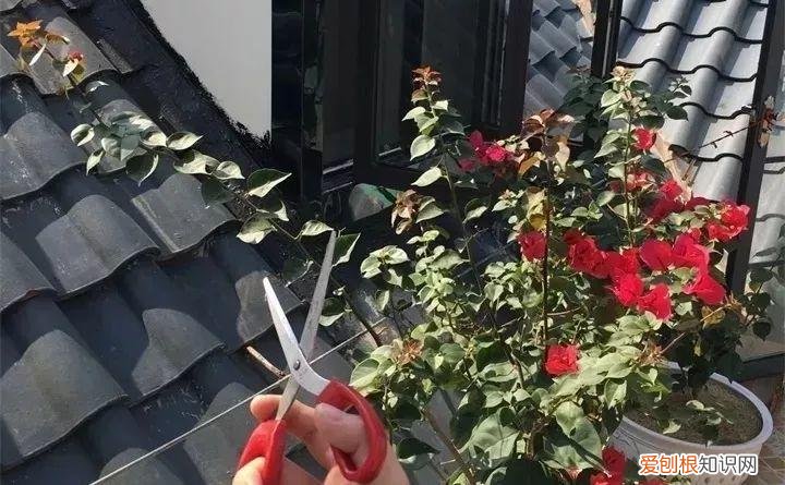三角梅开花怎么养护才能开的时间长，三角梅的养护大全，3招教你促开花，秋天霸占整个阳台