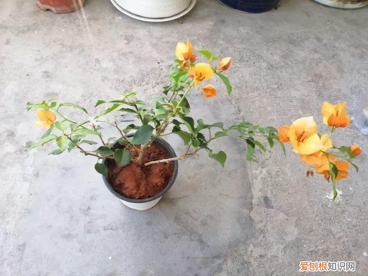 三角梅开花怎么养护才能开的时间长，三角梅的养护大全，3招教你促开花，秋天霸占整个阳台