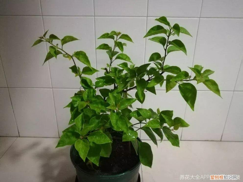 三角梅开花怎么养护才能开的时间长，三角梅的养护大全，3招教你促开花，秋天霸占整个阳台