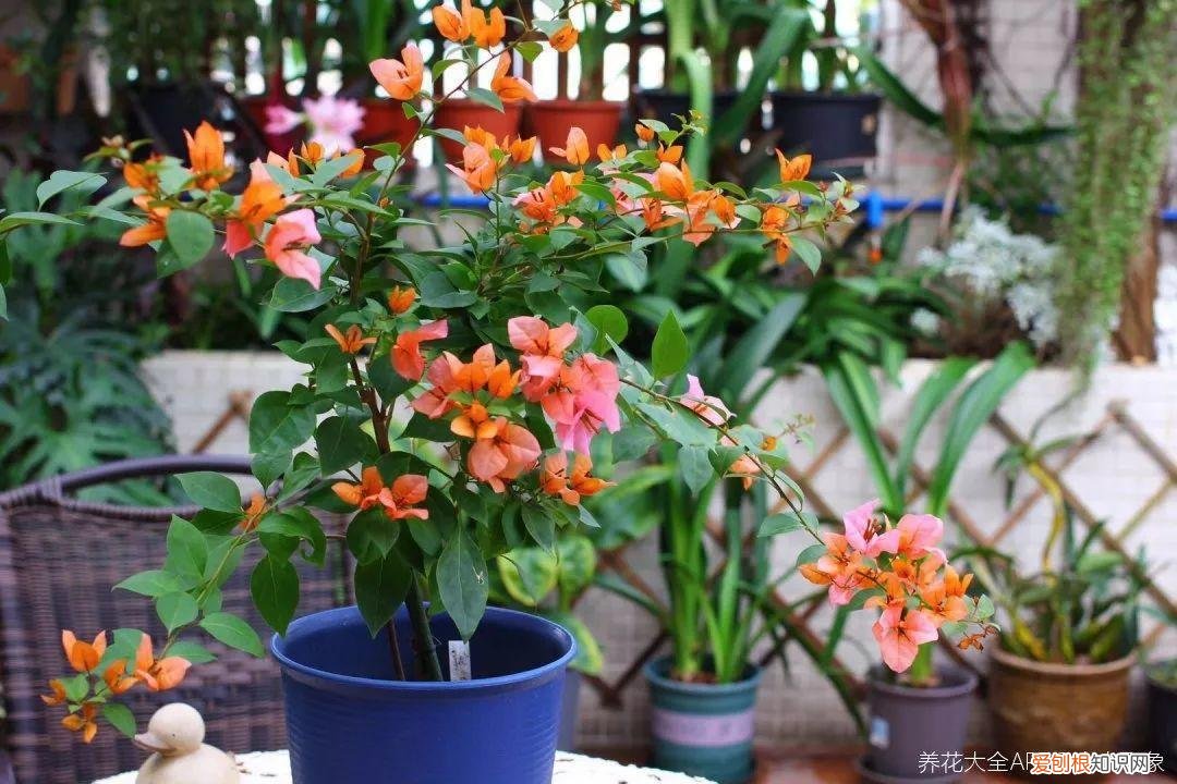 三角梅开花怎么养护才能开的时间长，三角梅的养护大全，3招教你促开花，秋天霸占整个阳台