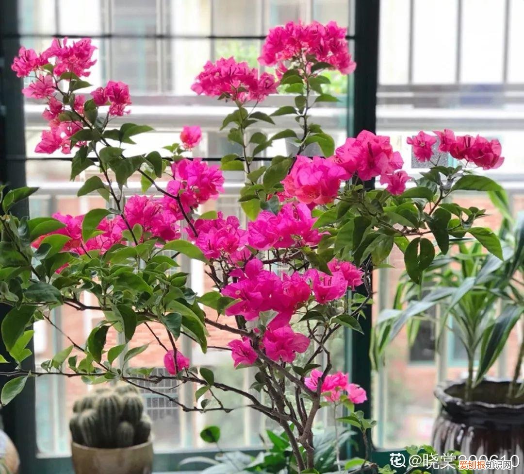 三角梅开花怎么养护才能开的时间长，三角梅的养护大全，3招教你促开花，秋天霸占整个阳台
