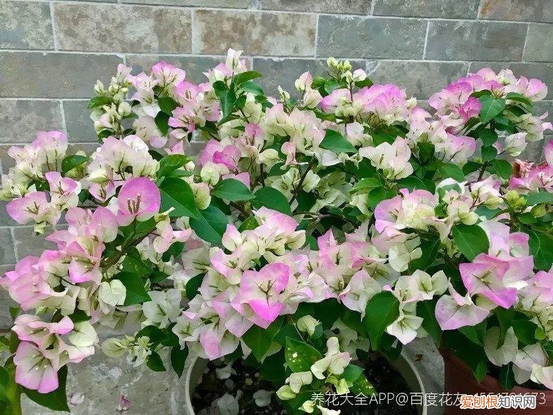 三角梅开花怎么养护才能开的时间长，三角梅的养护大全，3招教你促开花，秋天霸占整个阳台