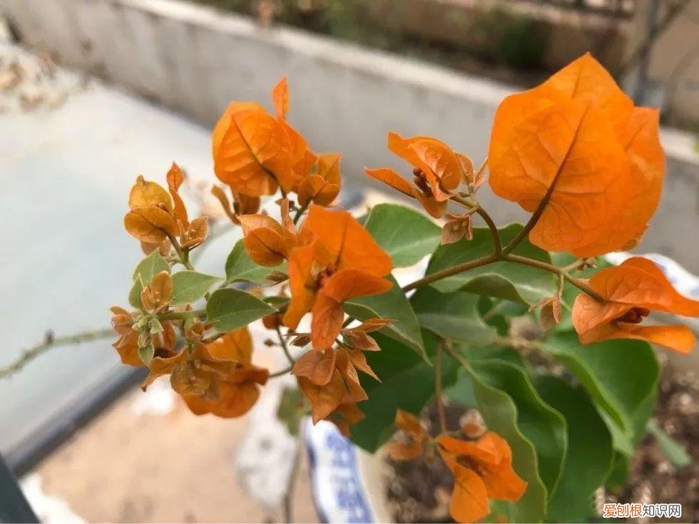 三角梅开花怎么养护才能开的时间长，三角梅的养护大全，3招教你促开花，秋天霸占整个阳台