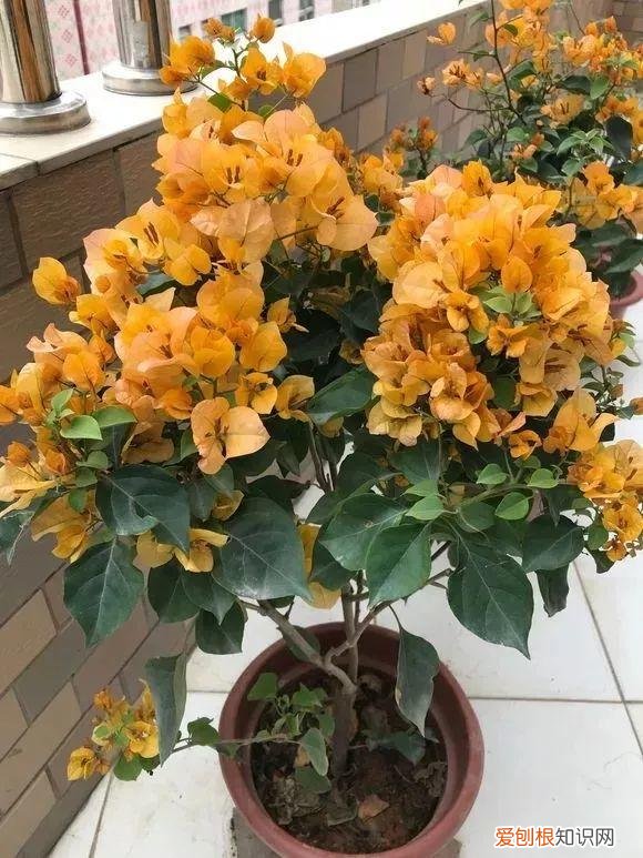 三角梅开花怎么养护才能开的时间长，三角梅的养护大全，3招教你促开花，秋天霸占整个阳台