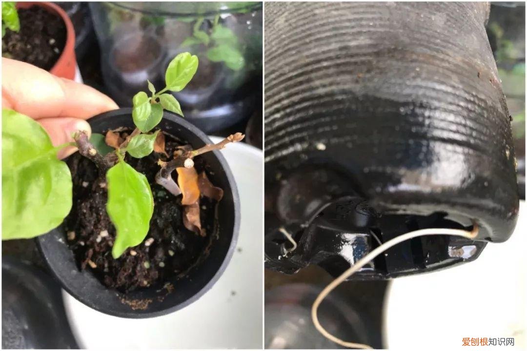 三角梅开花怎么养护才能开的时间长，三角梅的养护大全，3招教你促开花，秋天霸占整个阳台