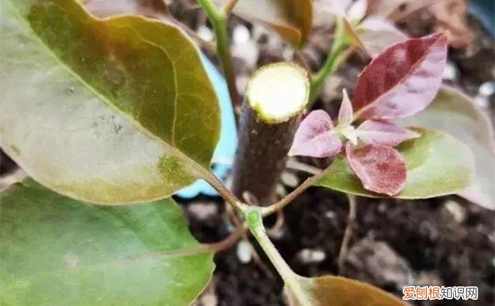 三角梅开花怎么养护才能开的时间长，三角梅的养护大全，3招教你促开花，秋天霸占整个阳台