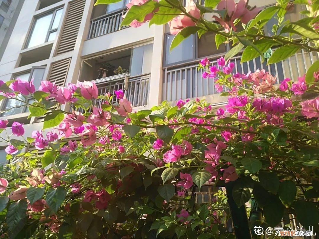 三角梅开花怎么养护才能开的时间长，三角梅的养护大全，3招教你促开花，秋天霸占整个阳台