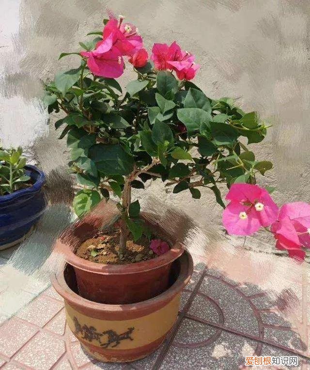 三角梅开花怎么养护才能开的时间长，三角梅的养护大全，3招教你促开花，秋天霸占整个阳台