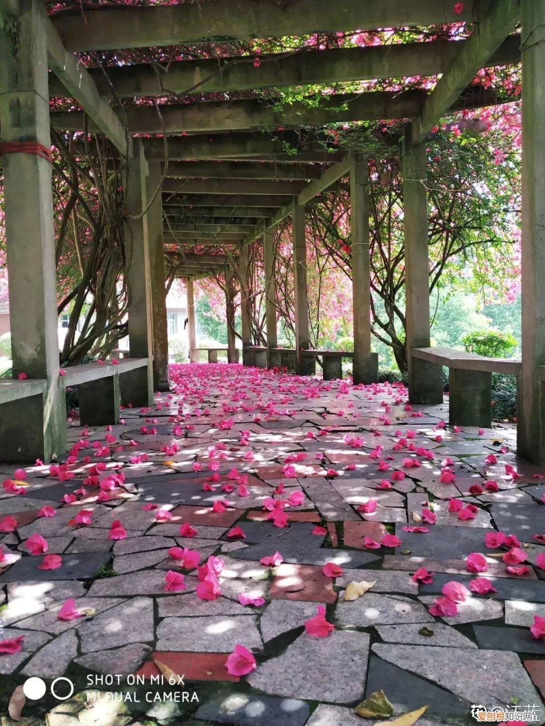 三角梅开花怎么养护才能开的时间长，三角梅的养护大全，3招教你促开花，秋天霸占整个阳台