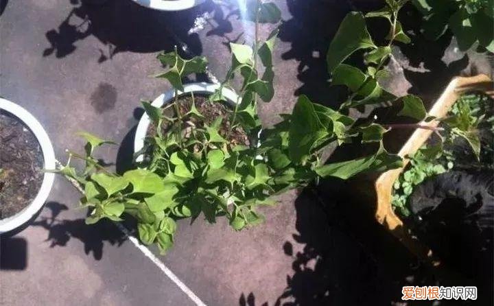 三角梅开花怎么养护才能开的时间长，三角梅的养护大全，3招教你促开花，秋天霸占整个阳台