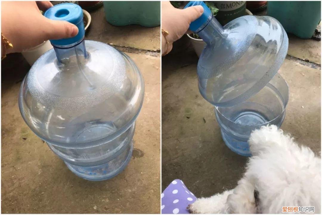 三角梅开花怎么养护才能开的时间长，三角梅的养护大全，3招教你促开花，秋天霸占整个阳台