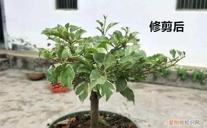 三角梅开花怎么养护才能开的时间长，三角梅的养护大全，3招教你促开花，秋天霸占整个阳台