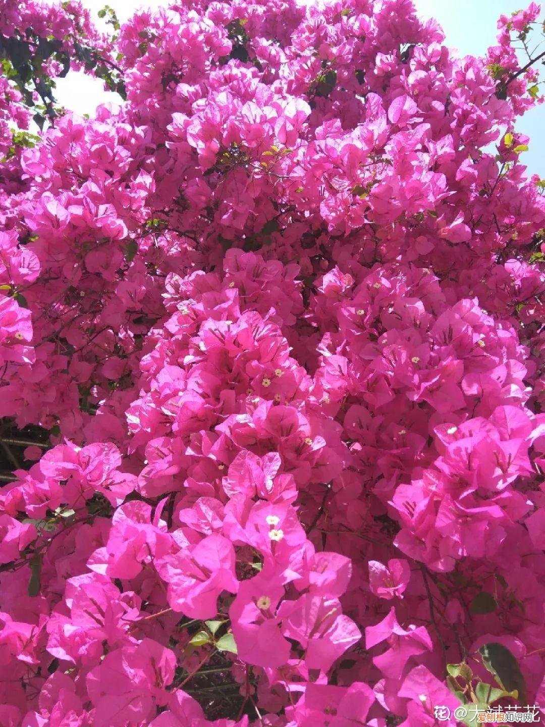 三角梅开花怎么养护才能开的时间长，三角梅的养护大全，3招教你促开花，秋天霸占整个阳台