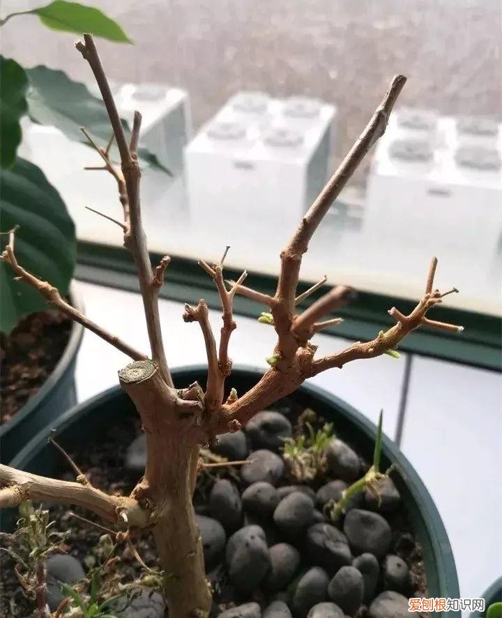 三角梅开花怎么养护才能开的时间长，三角梅的养护大全，3招教你促开花，秋天霸占整个阳台