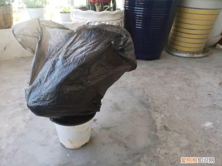 三角梅开花怎么养护才能开的时间长，三角梅的养护大全，3招教你促开花，秋天霸占整个阳台