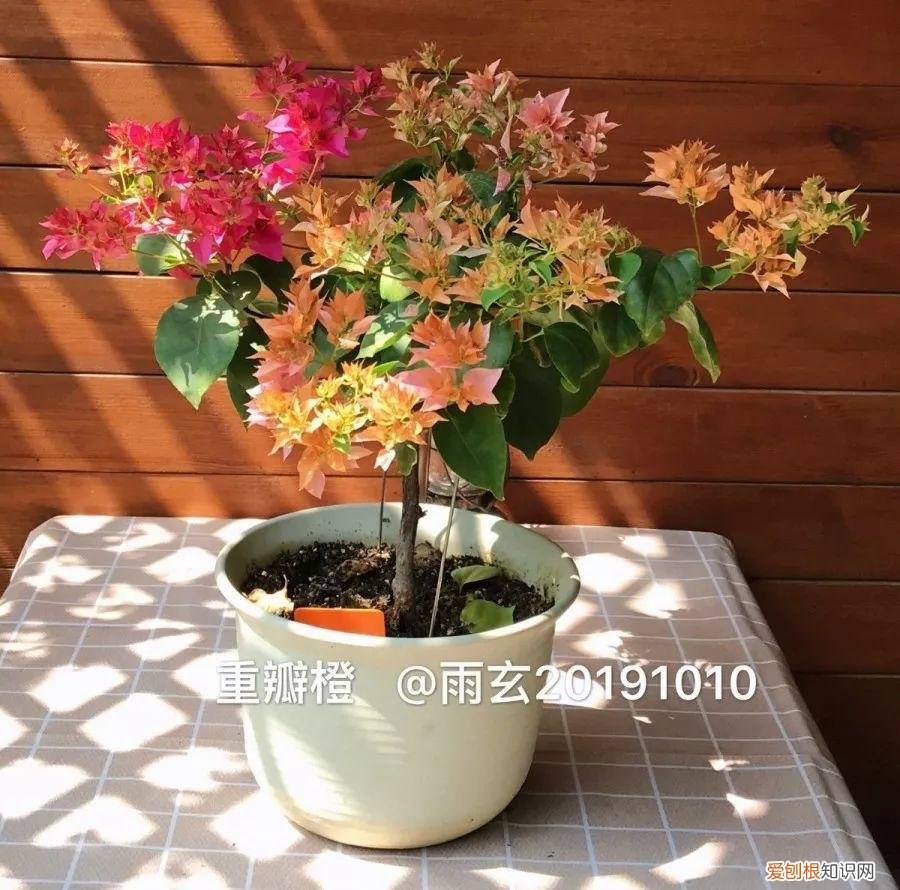 三角梅怎么养好呢,养三角梅的5个技巧,跟她学一学,年年开爆盆