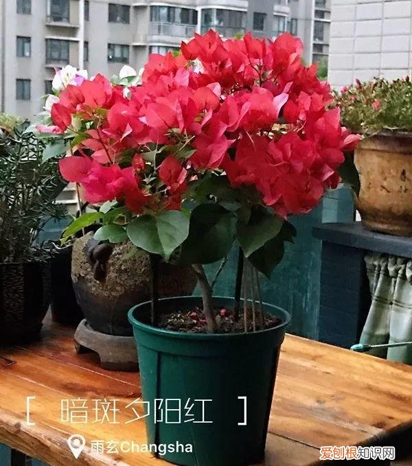 三角梅怎么养好呢,养三角梅的5个技巧,跟她学一学,年年开爆盆