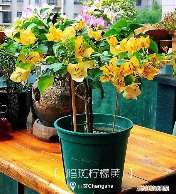 三角梅怎么养好呢,养三角梅的5个技巧,跟她学一学,年年开爆盆
