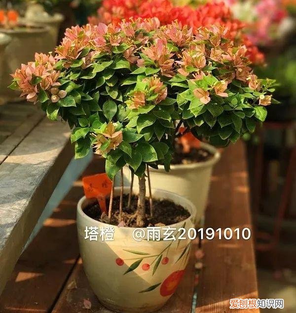 三角梅怎么养好呢,养三角梅的5个技巧,跟她学一学,年年开爆盆