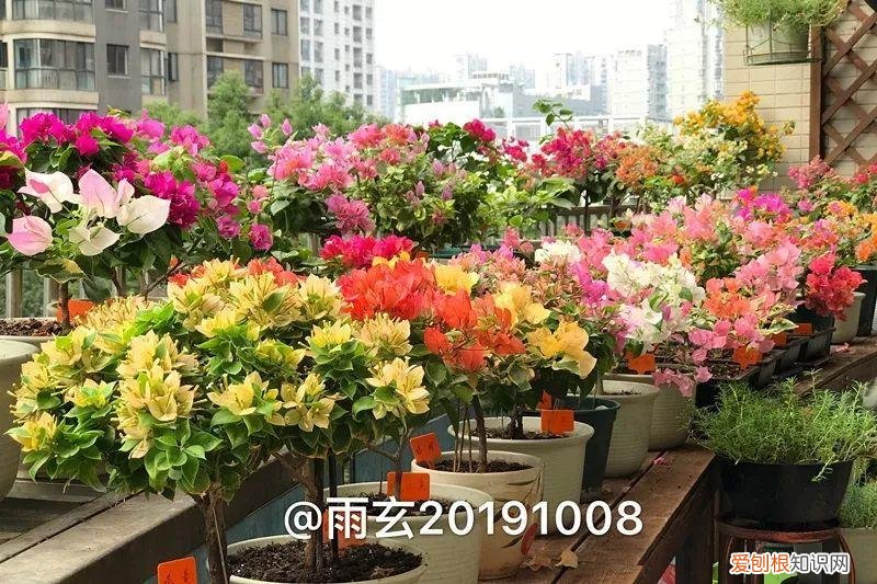 三角梅怎么养好呢,养三角梅的5个技巧,跟她学一学,年年开爆盆