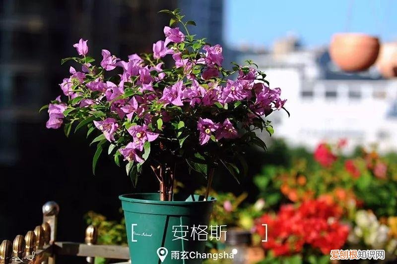 三角梅怎么养好呢,养三角梅的5个技巧,跟她学一学,年年开爆盆